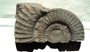 n jansen - fossil imprinted